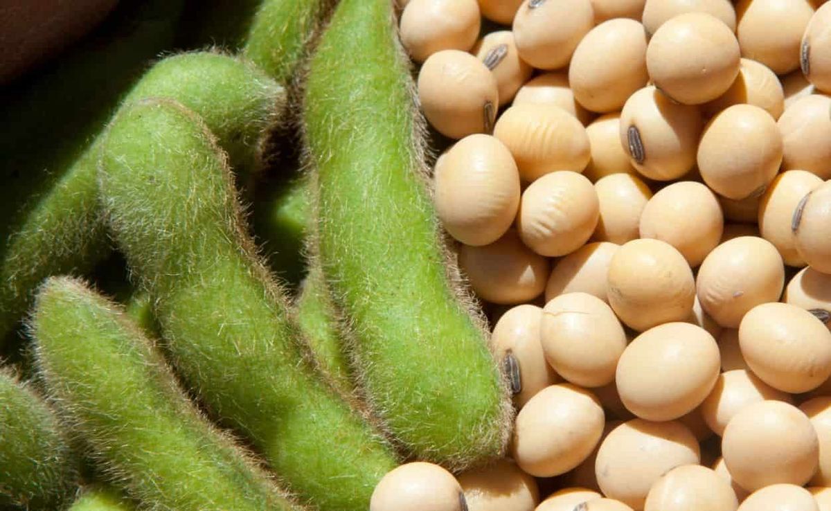 Argentina’s soybean crop revised