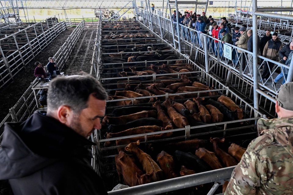 Argentina's beef exports surge to highest level in decades