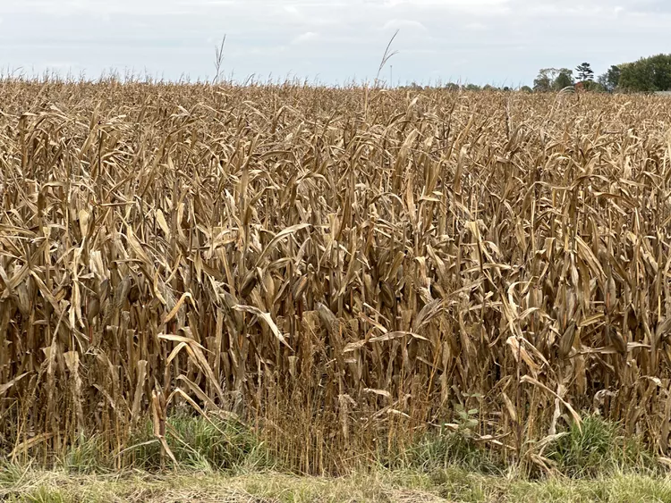 Corn yields in Argentina estimated to be down 30%