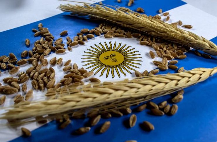 Argentina to produce, export more wheat