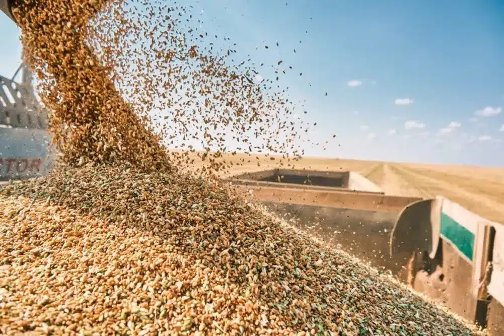Argentina’s Grain Production Hit by Persistent Dry Spell