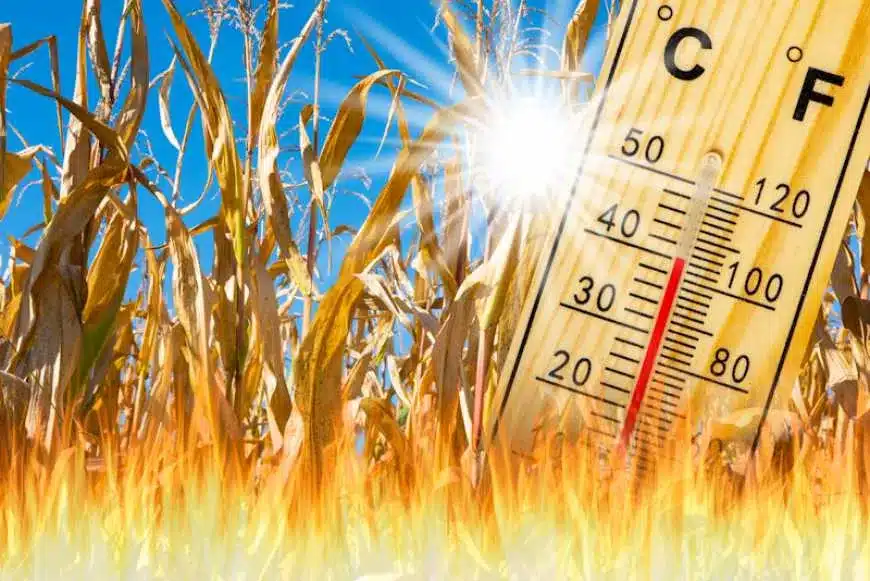 Drought in Argentina has had a bigger-than-expected impact on corn and soybean crops