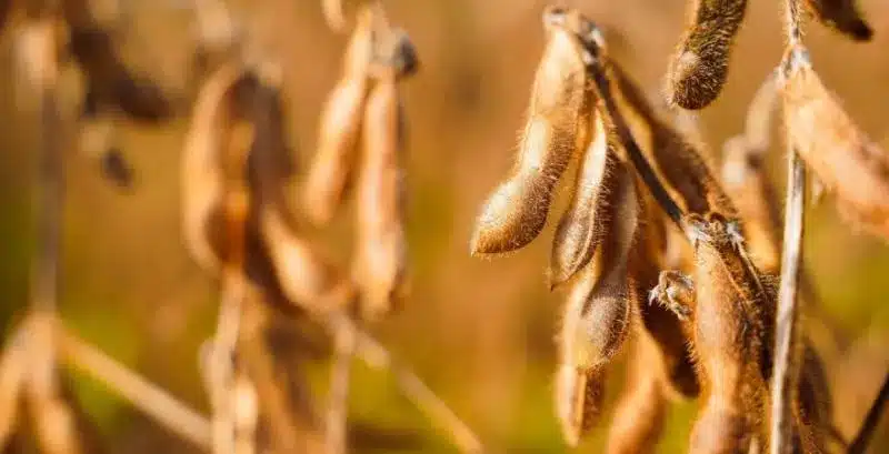 Rains in Argentina saved the soybean crop
