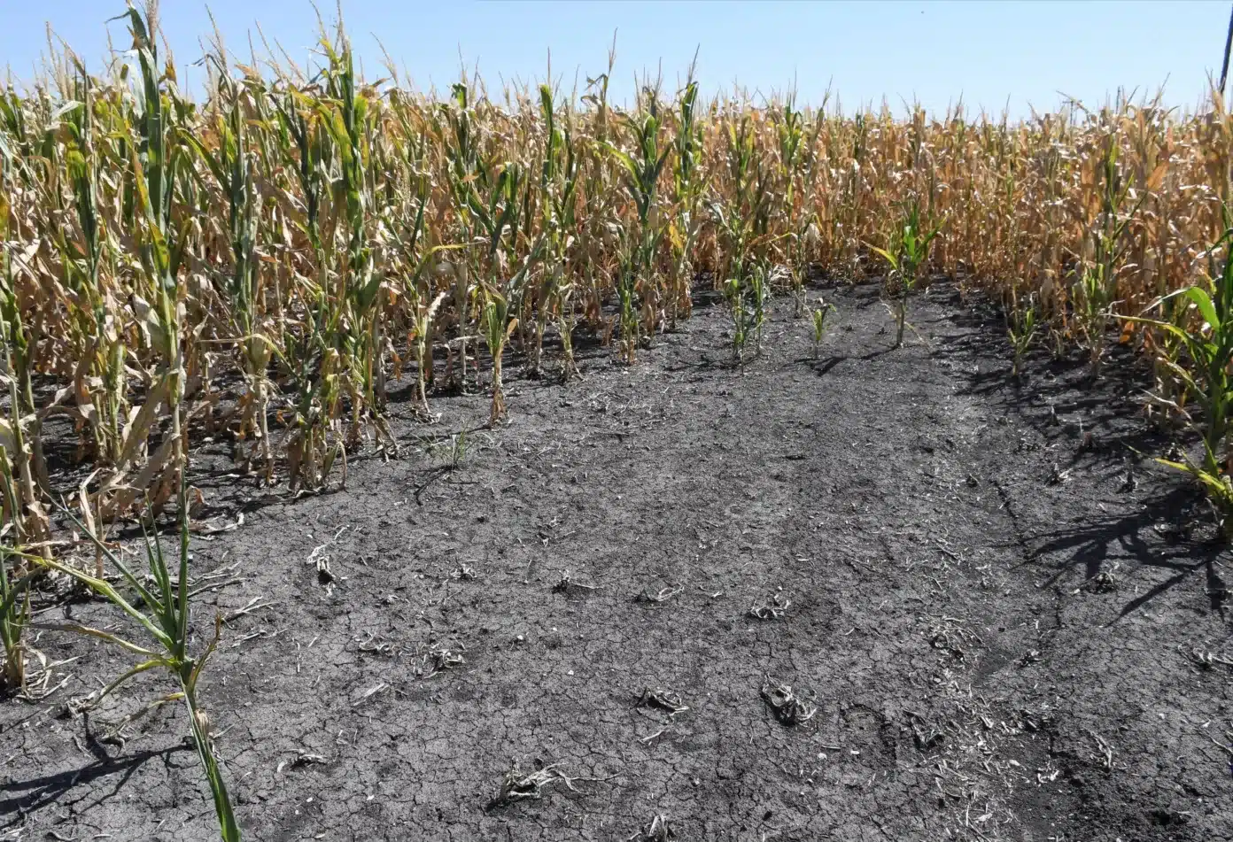 USDA Lowers Argentina Crop Forecasts as Drought Hits Global Grain Market