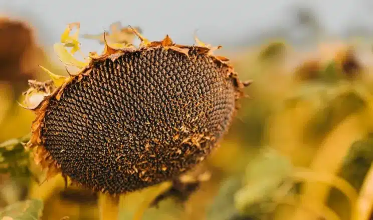 Sunflower continues to gain popularity in Argentina as a strategic alternative to soybeans and corn